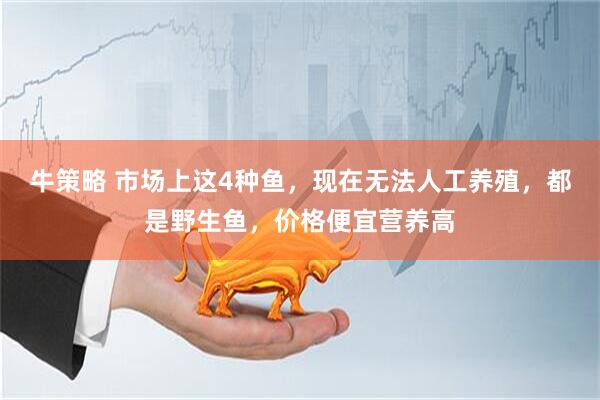 牛策略 市场上这4种鱼，现在无法人工养殖，都是野生鱼，价格便宜营养高